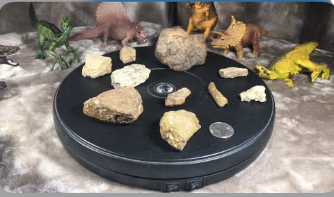 GRAB BAG / Authentic Fossils : Cretaceous Pieces & Parts