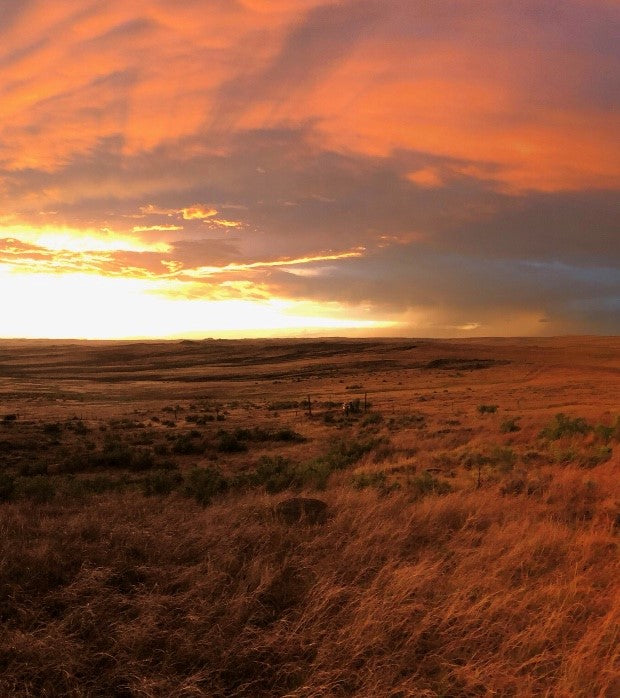 Cowboy Rex - Wyoming Dinosaur Ranch as seen on DINO HUNTERS