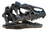 Allosaurus "jimmadseni" "Dracula" - Skull Replica