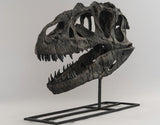 Allosaurus fragilis "Ebenezer" - Skull Replica