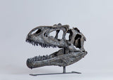 Allosaurus fragilis - Juvenile Skull Replica