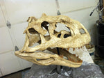 Majungasaurus crenatissimus - Skull Replica