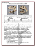Majungasaurus crenatissimus - Skull Replica
