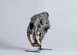 Smilodon fatalis "Saber-toothed cat" - Skull Replica