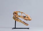 Raptorex kriegsteini - Skull Replica