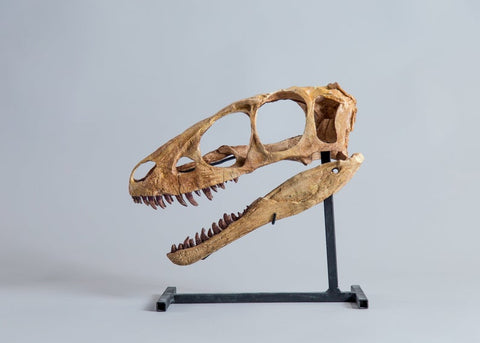 Raptorex kriegsteini - Skull Replica