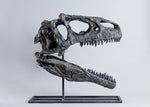 Allosaurus fragilis "UUVP 6000" - Skull Replica