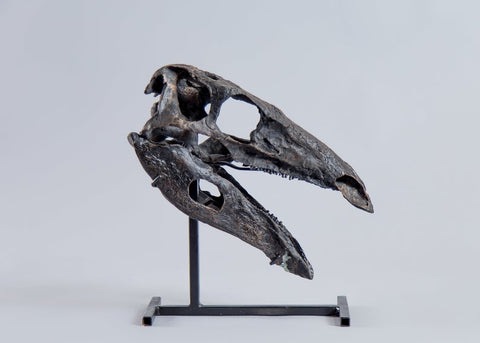 Stegosaurus stenops - Skull Replica