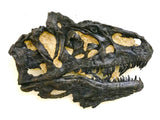 Allosaurus "jimmadseni" "Dracula" - Original Flattened Skull Replica