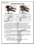 Camptosaurus dispar - Skull Replica