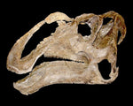 Gryposaurus monumentensis - Skull Replica