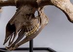 Cervalces scotti “Elk Moose” - Skull Replica