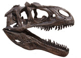 Allosaurus fragilis - Juvenile Skull Replica