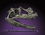 Ceratosaurus nasicornis – Adult Skull Replica