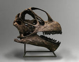 Camarasaurus grandis - Skull Replica