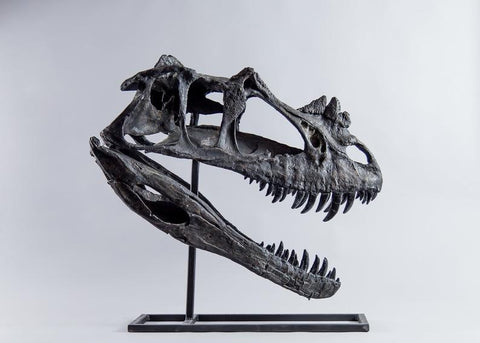Ceratosaurus nasicornis – Adult Skull Replica