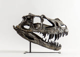 Ceratosaurus nasicornis – Juvenile Skull Replica