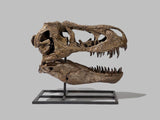 Tyrannosaurus rex "Tinker" - Sub-Adult Skull Replica