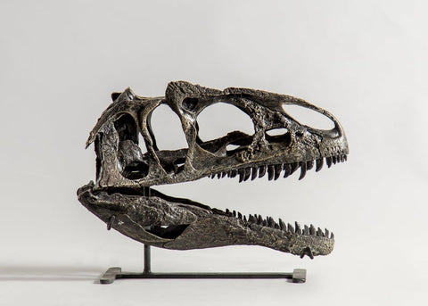 Allosaurus "jimmadseni" - Juvenile Skull Replica