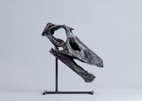 Diplodocus "Stego 99" - Skull Replica