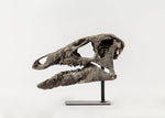 Camptosaurus dispar - Skull Replica