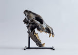 Canis dirus “Dire Wolf” - Skull Replica