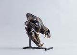 Canis dirus “Dire Wolf” - Skull Replica
