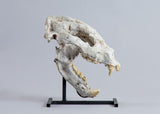 Indarctos zdanskyi “Extinct Bear” - Skull Replica