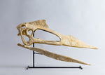 Phosphatodraco mauritanicus – Adult Pterosaur Skull Replica