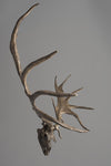 Megaloceros giganteus “Irish Elk” - Skull Replica