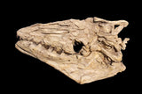 Prognathodon sp. – Mosasaur Skull Wall Panel Replica