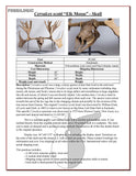 Cervalces scotti “Elk Moose” - Skull Replica